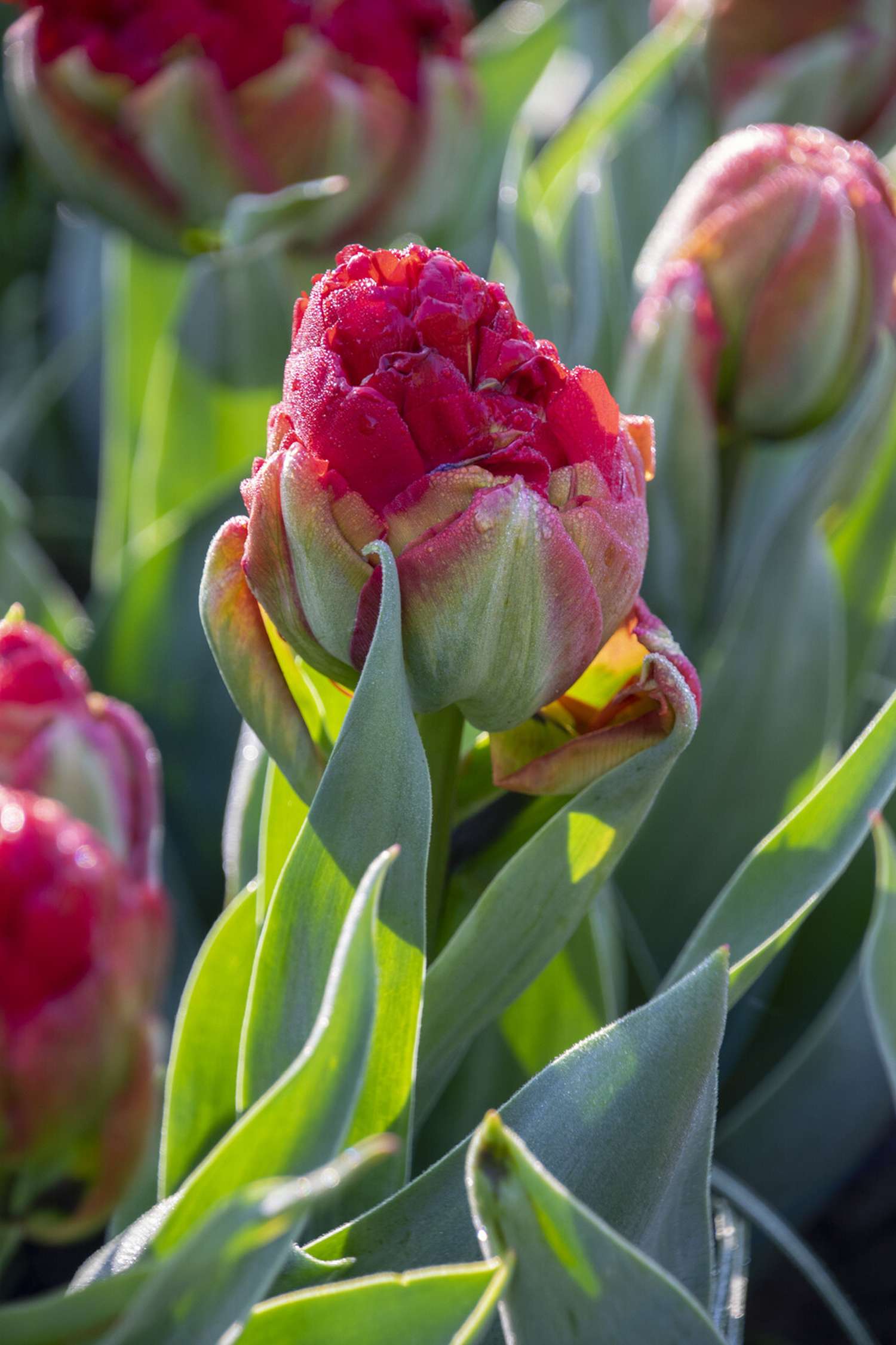 Tulip 'Ice Cream Sorbet'
